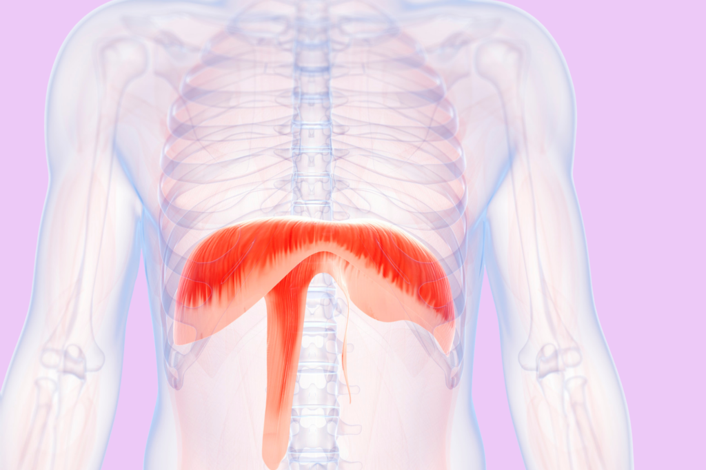Good to know: Zwerchfell – Funktion, Atmung & Bedeutung